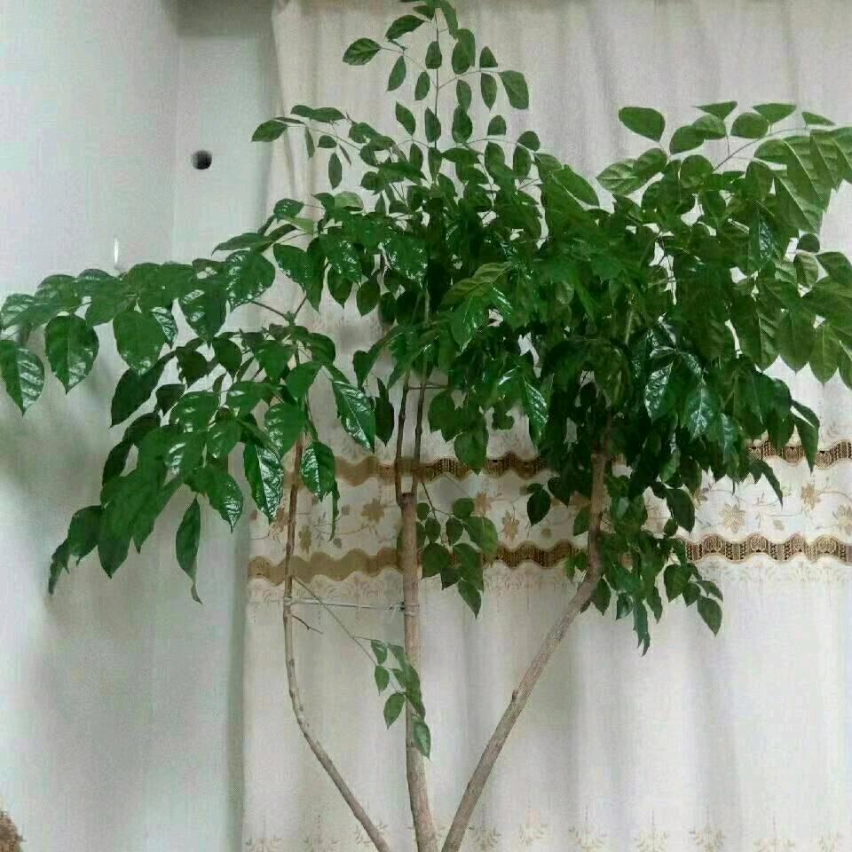 人生如梦