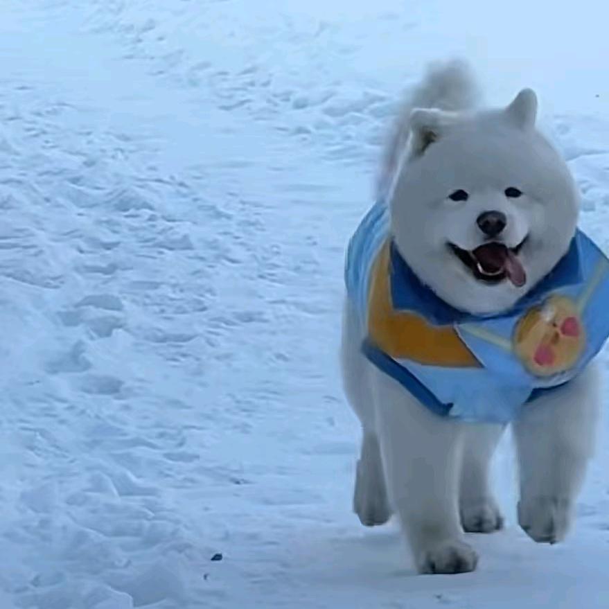 🐶它幸福我开心