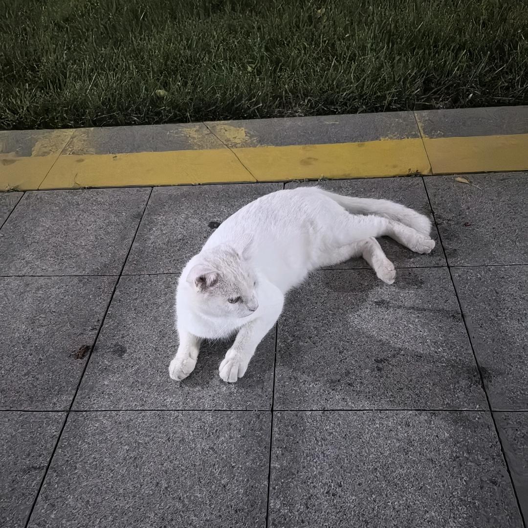 那一弯明月