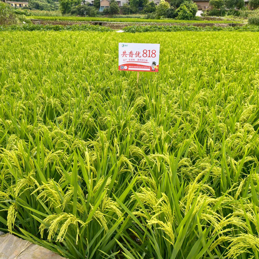 四川仲天农业（稻哥）