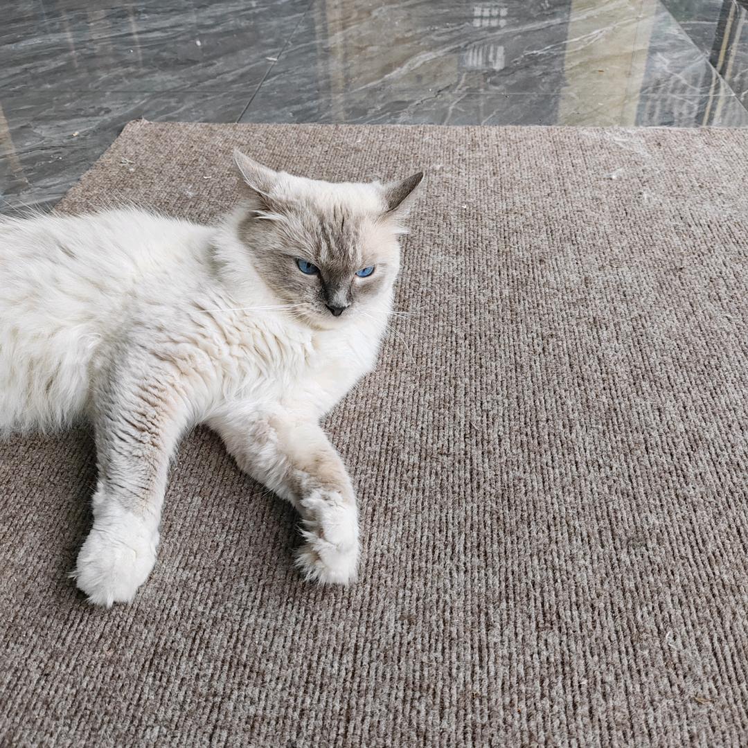 想睡觉（三角洲行动）