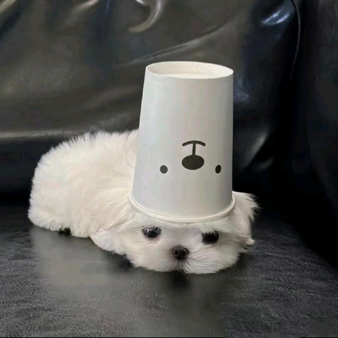 最终