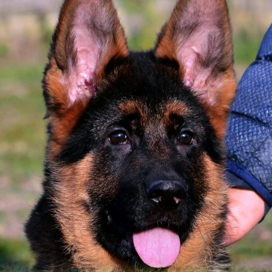 德国牧羊犬德牧German