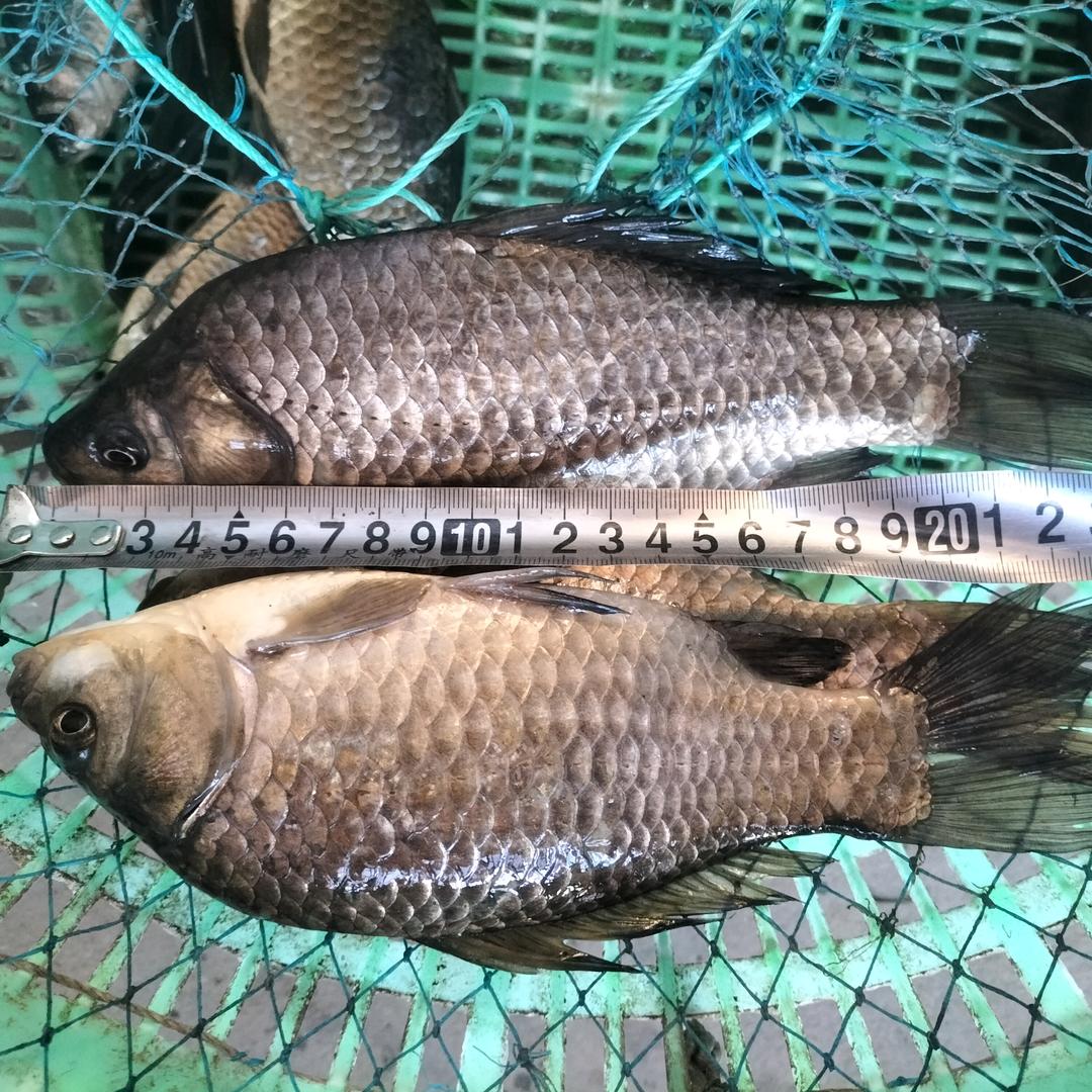 春调雨顺