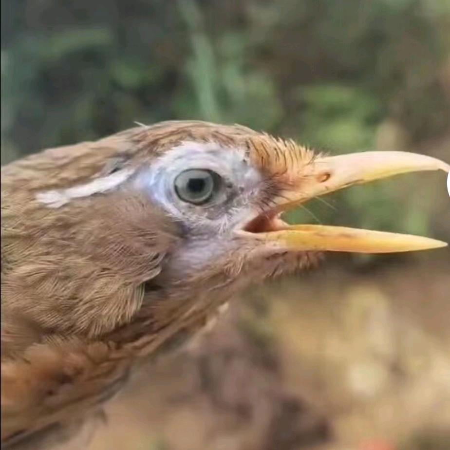 👀老狗