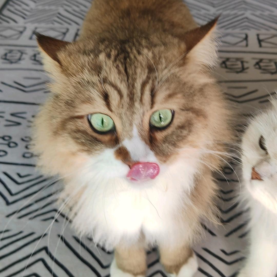 kimi是只猫