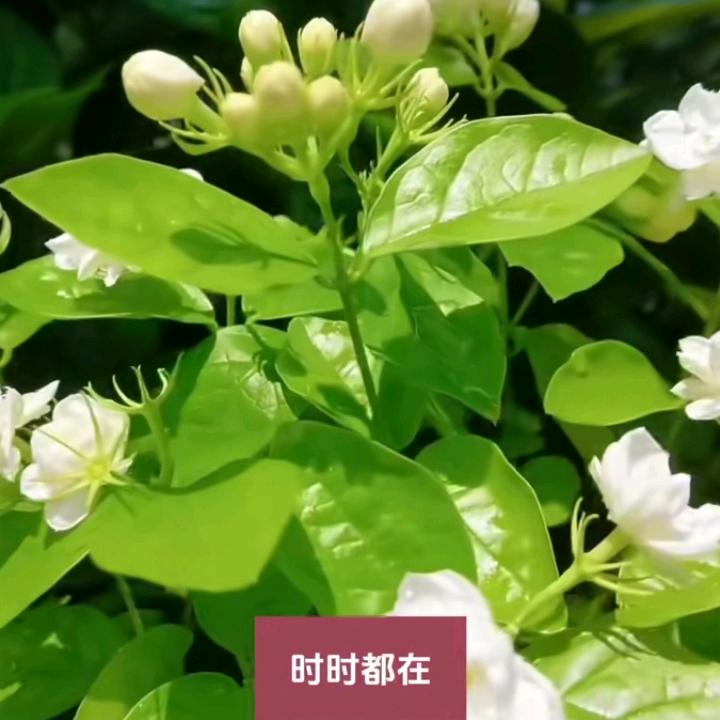 苿莉花