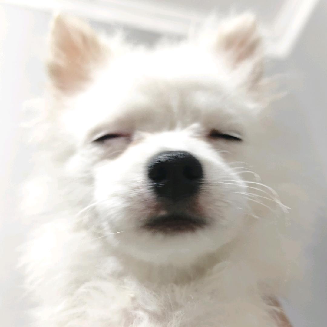 银狐桑头像