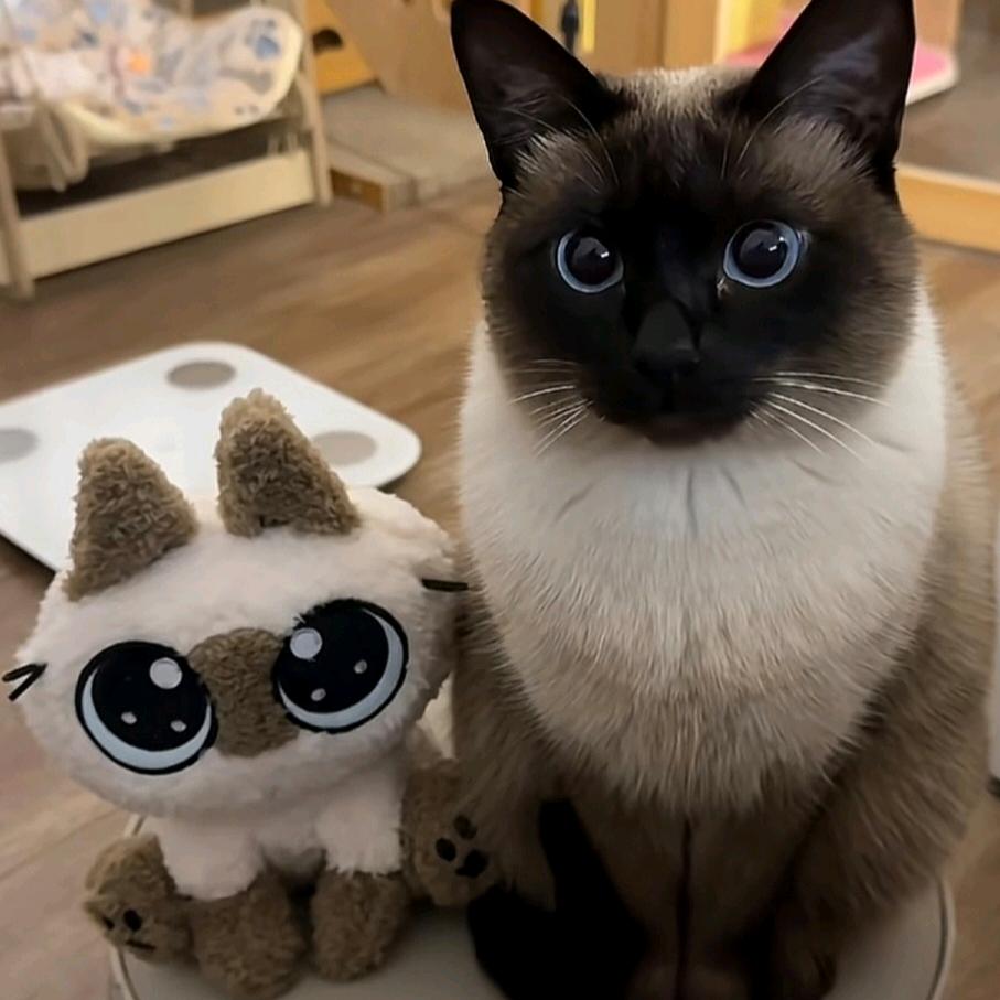 ໌້大脸.猫🧢头像