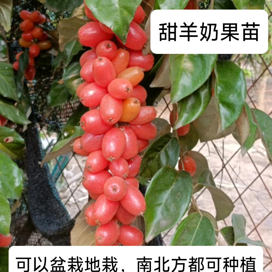 木生果树苗木专营店