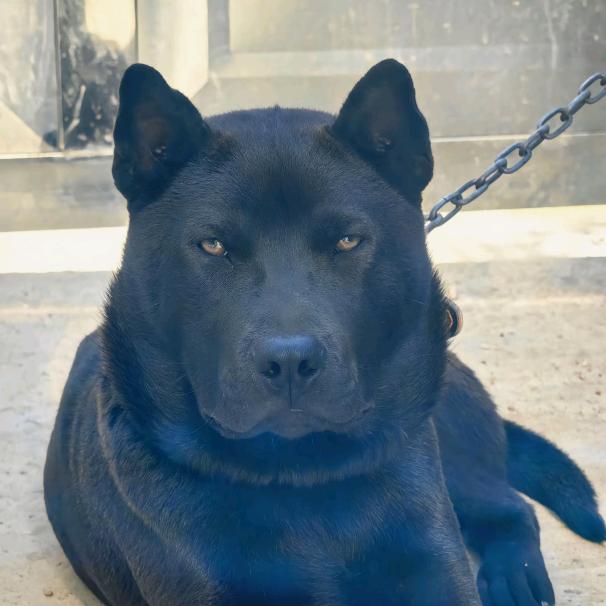 龍先生寻诸村狗