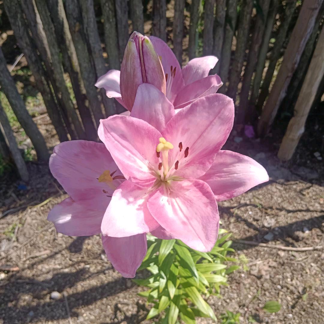 宋立芝