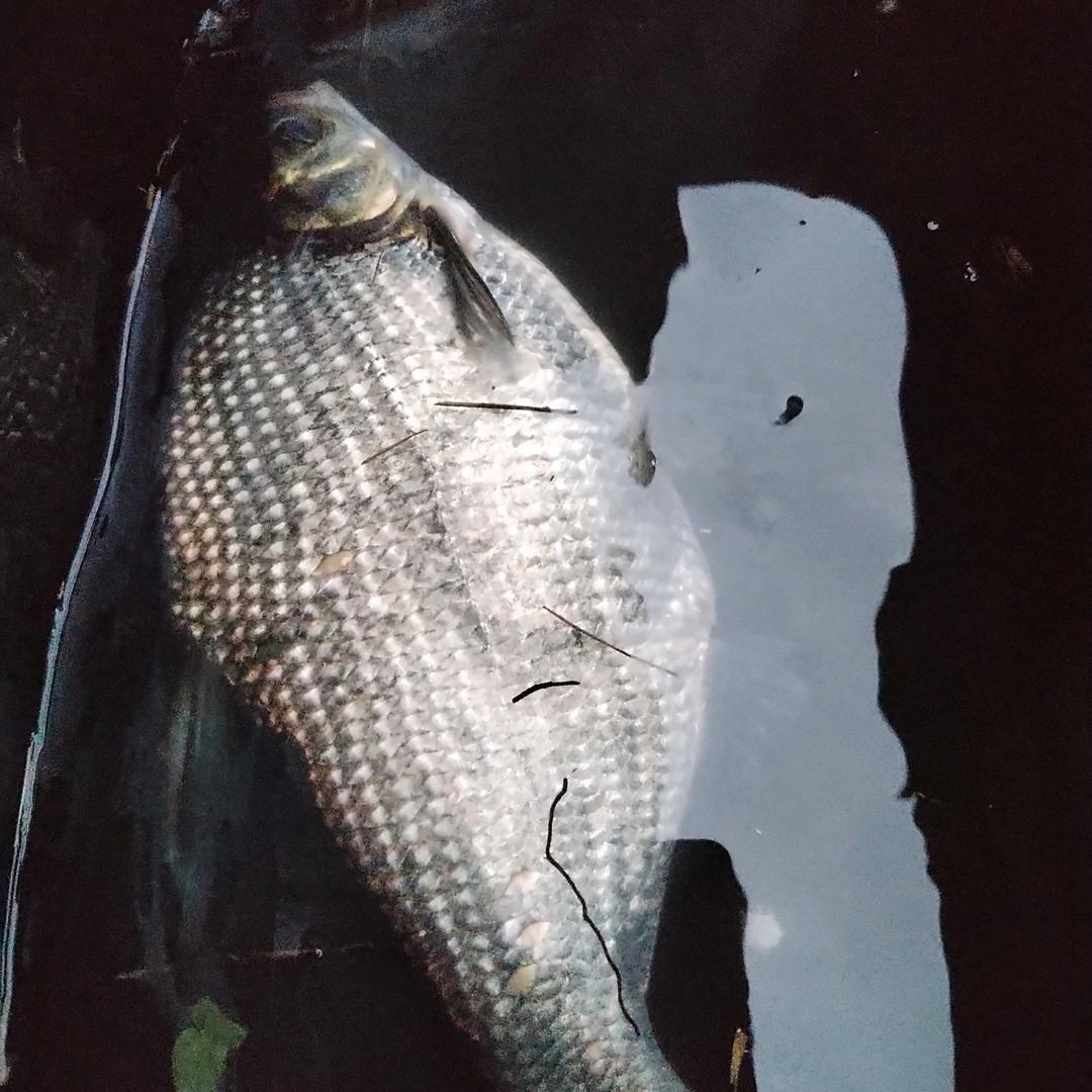 づ꧂彪づ哥🇳꧂❤️🤝❌ღ꧁