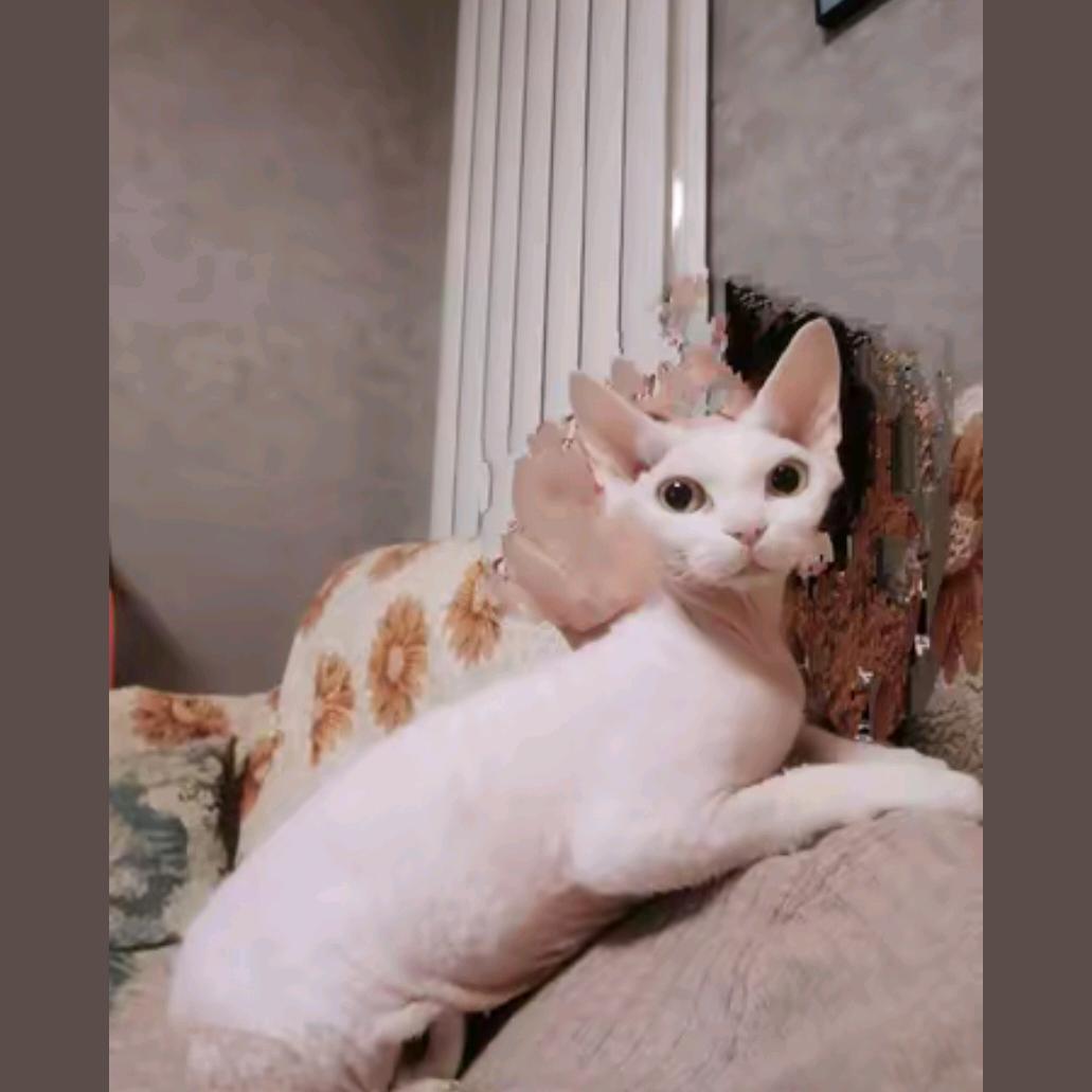 二十是只德文猫