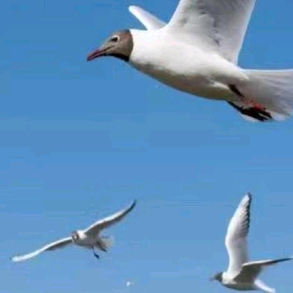 （先苦后甜）平安是福