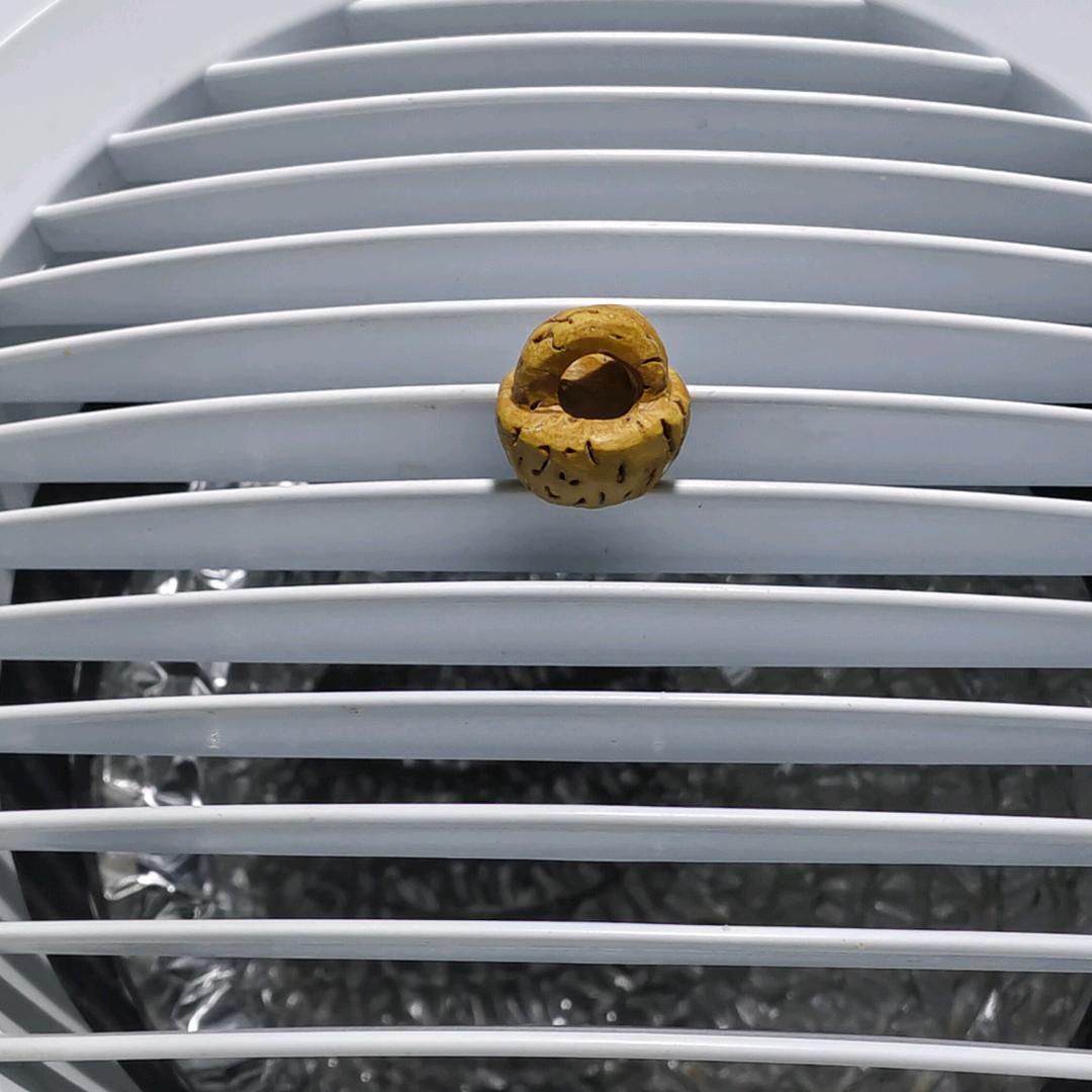 初学桃核雕刻（零基础学习中）