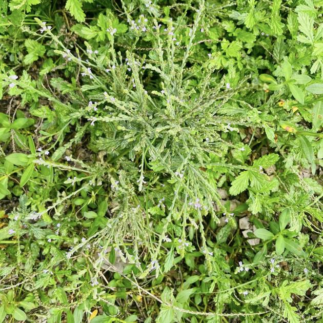 东方艾朵拉优选