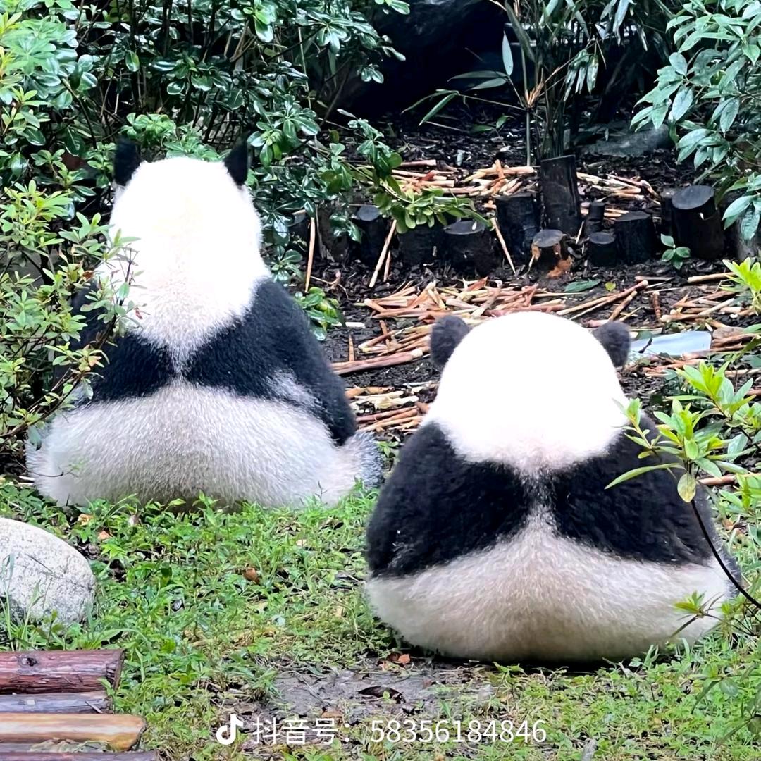 小福星