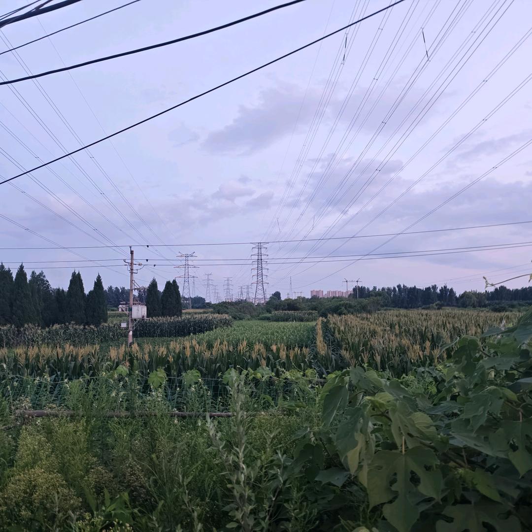 法洛