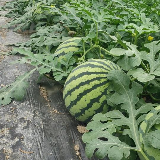 是小峰呀🍉🍉🍉