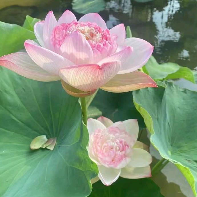蒲公英»