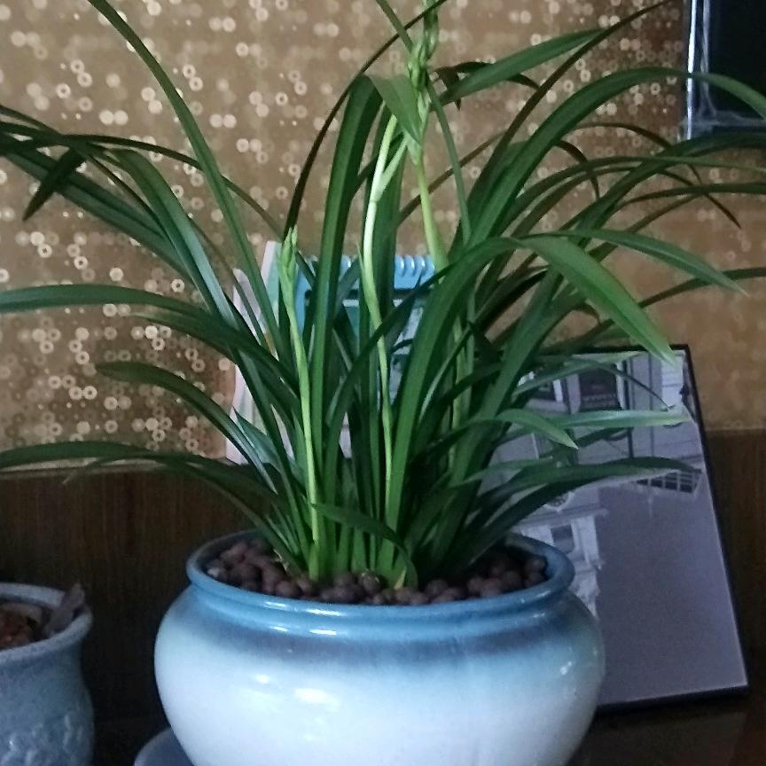 朱琳