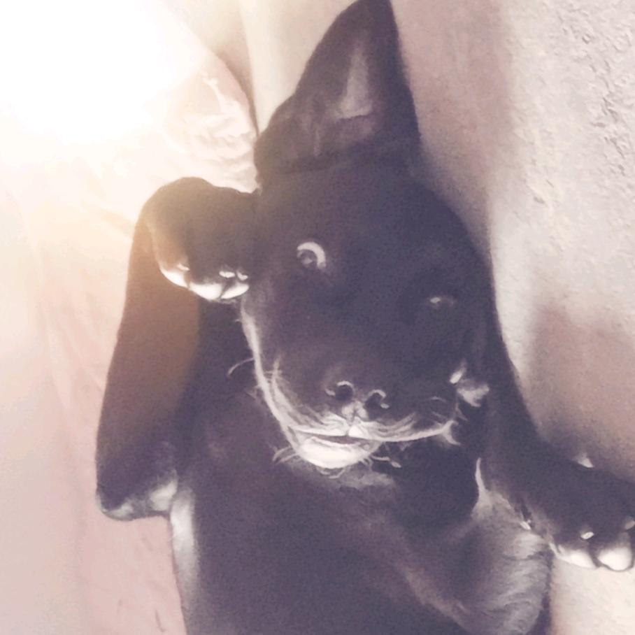 南诏狗蛋