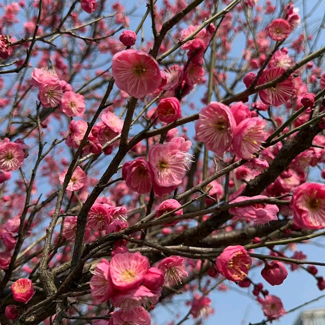 好运来