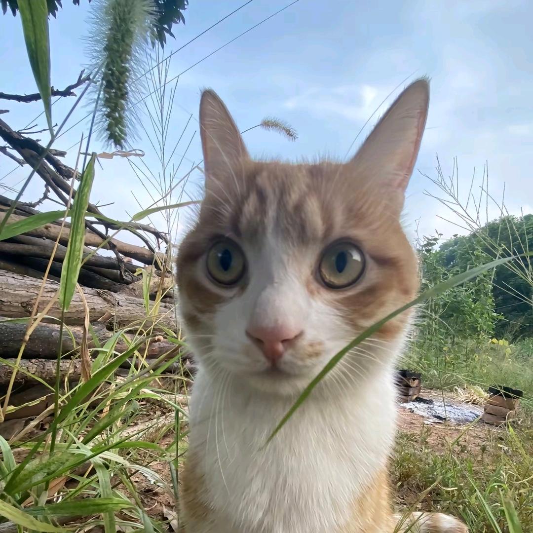 不无敌的暴龙战神