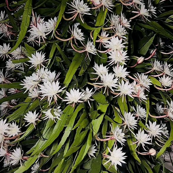 ⌓‿⌓虚伪的人心