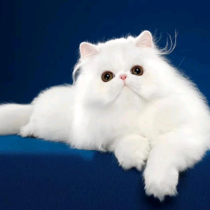 (｡行･ω･者｡)ﾉ♡