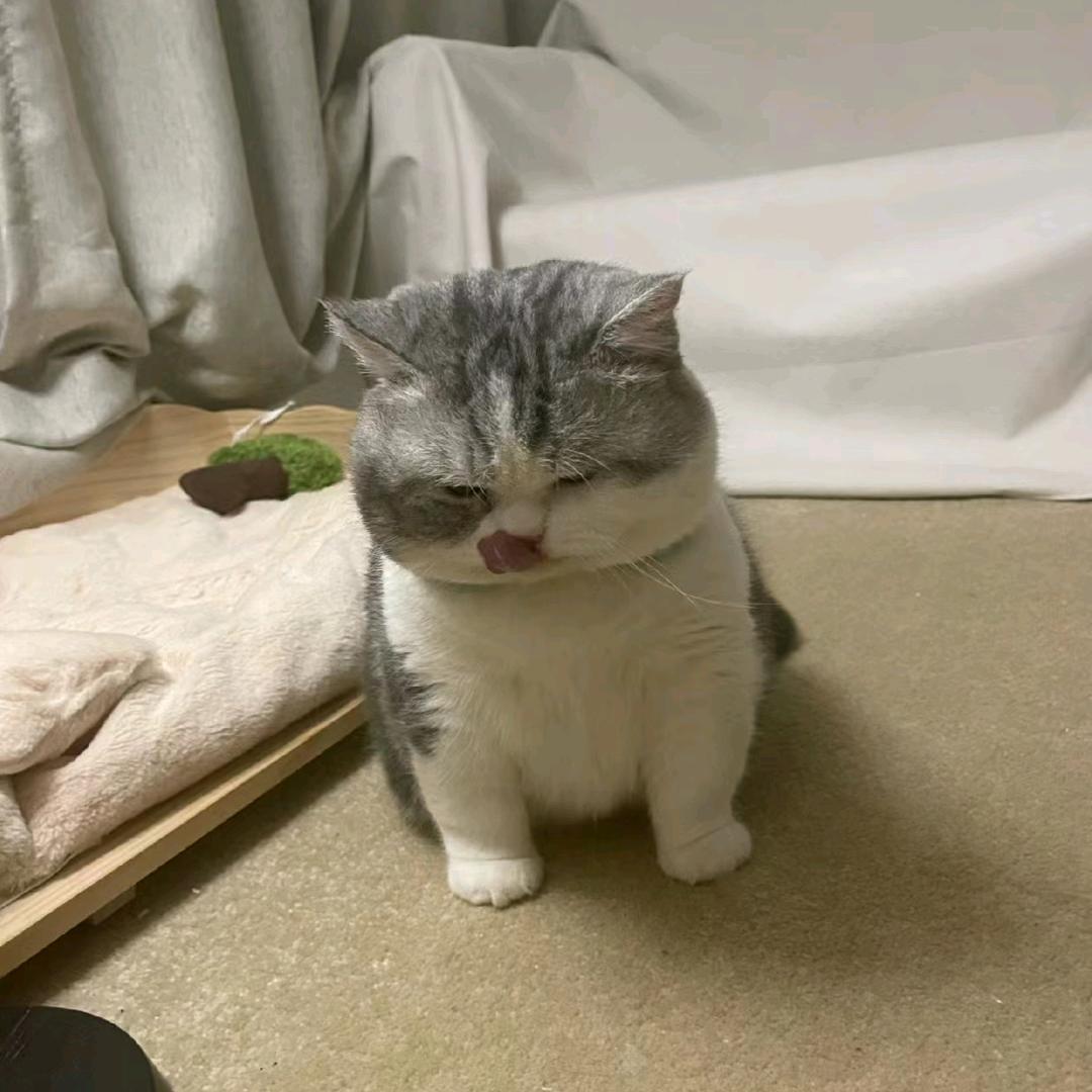 大胡子哈士奇