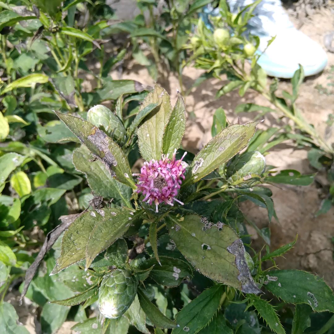 孤狼