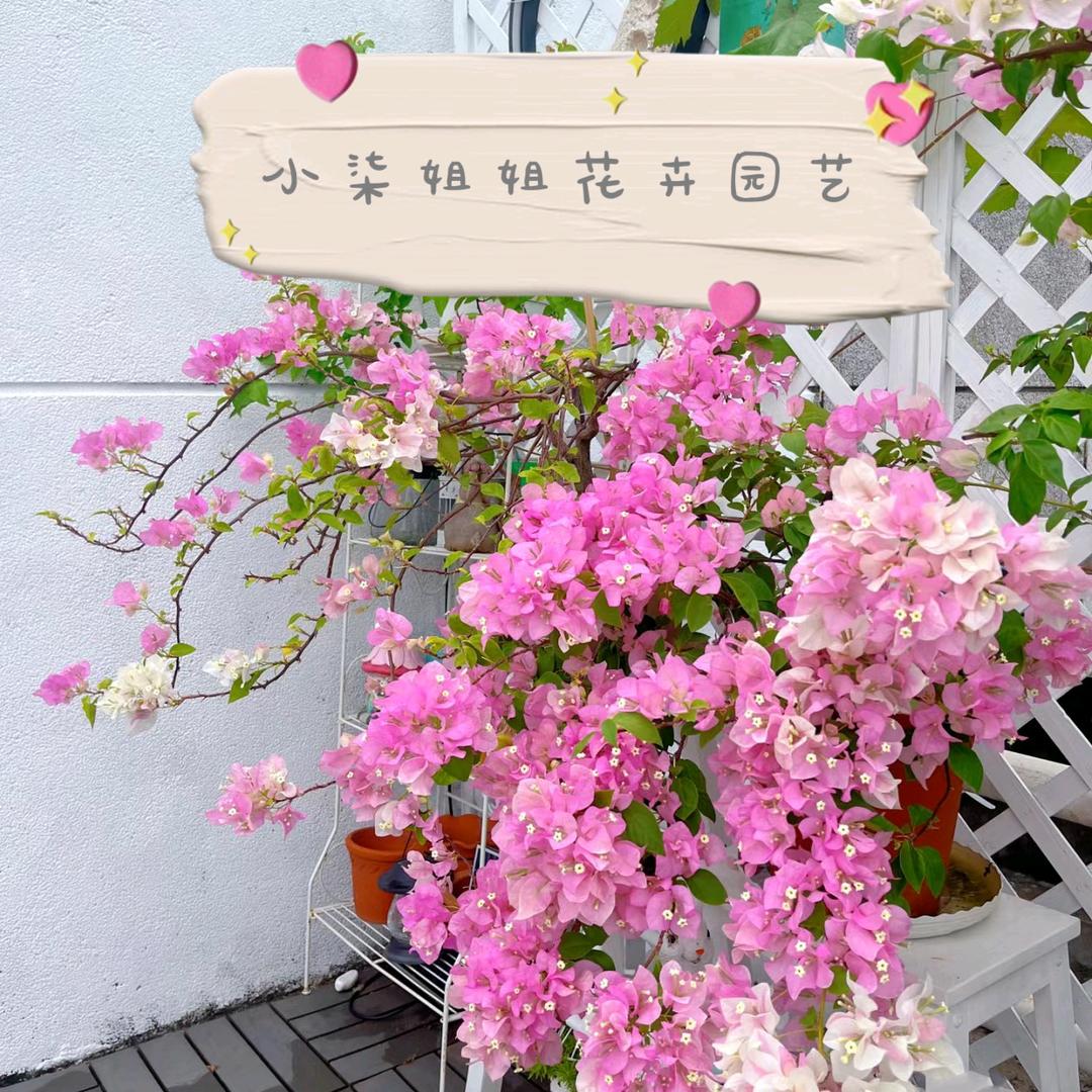 小柒姐花卉园艺