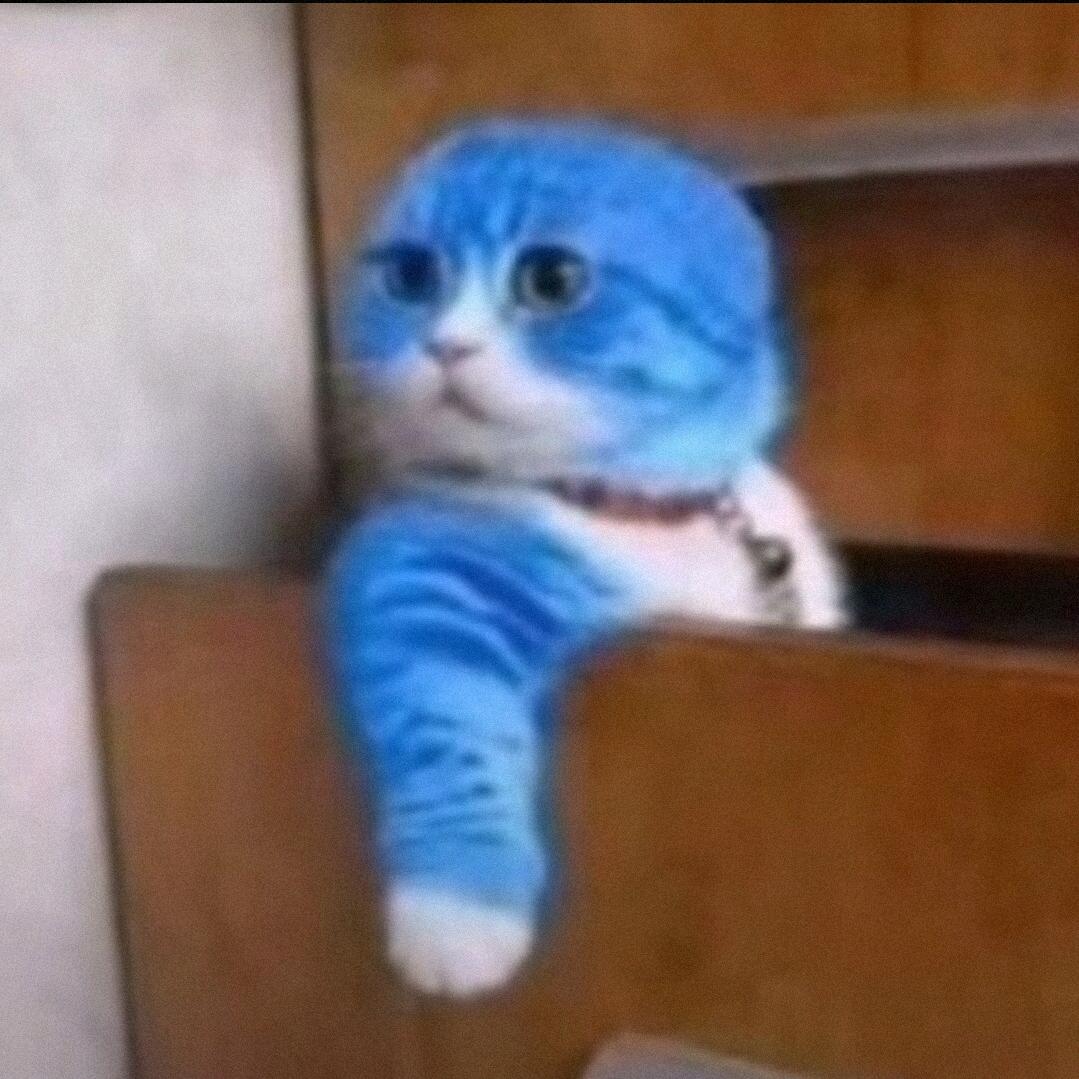 哆啦A猫🐱