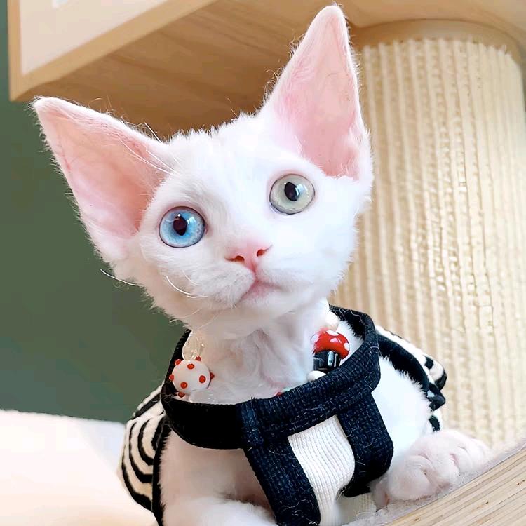 小波德文猫
