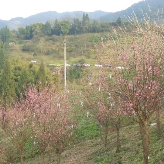 慧慧