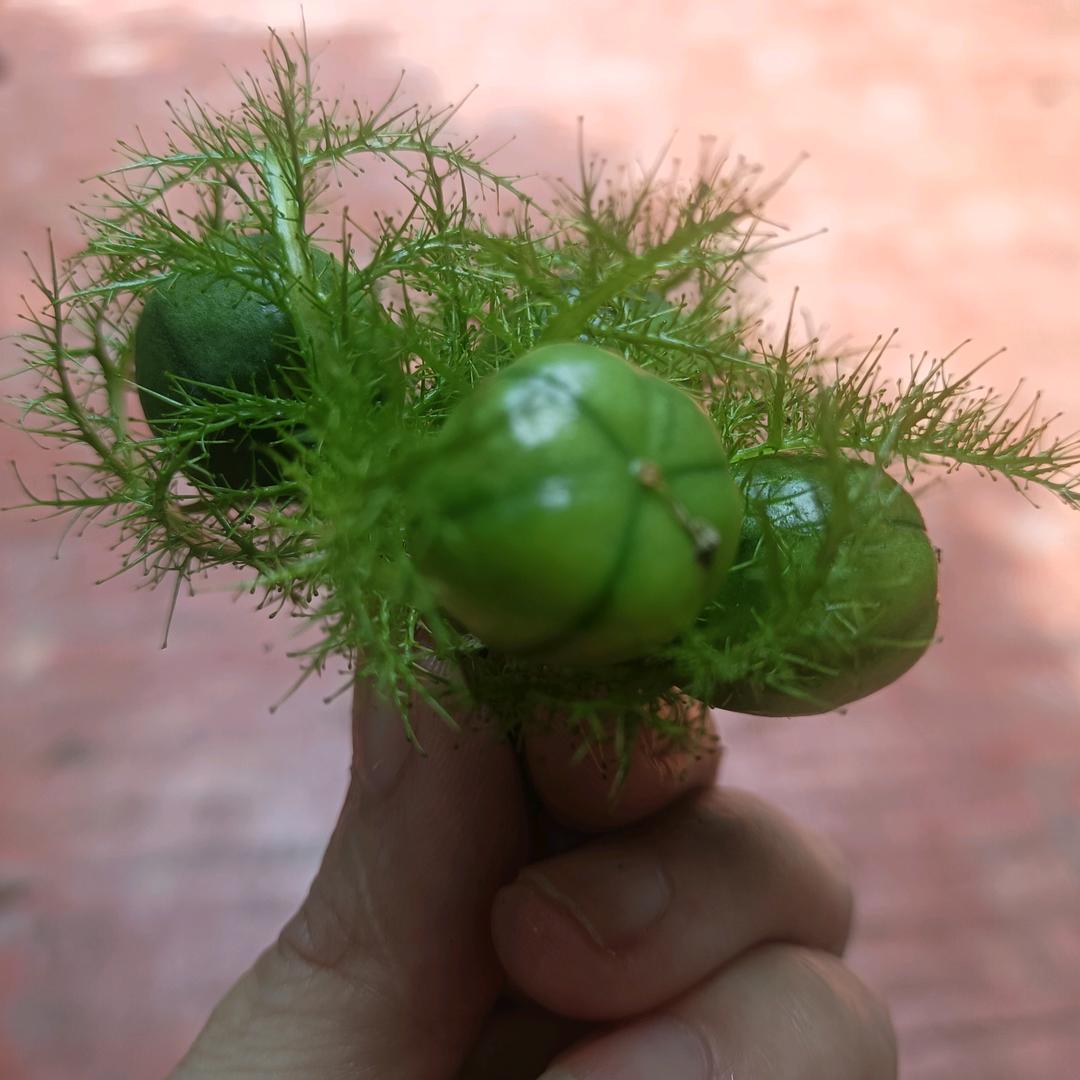 天涯。过客