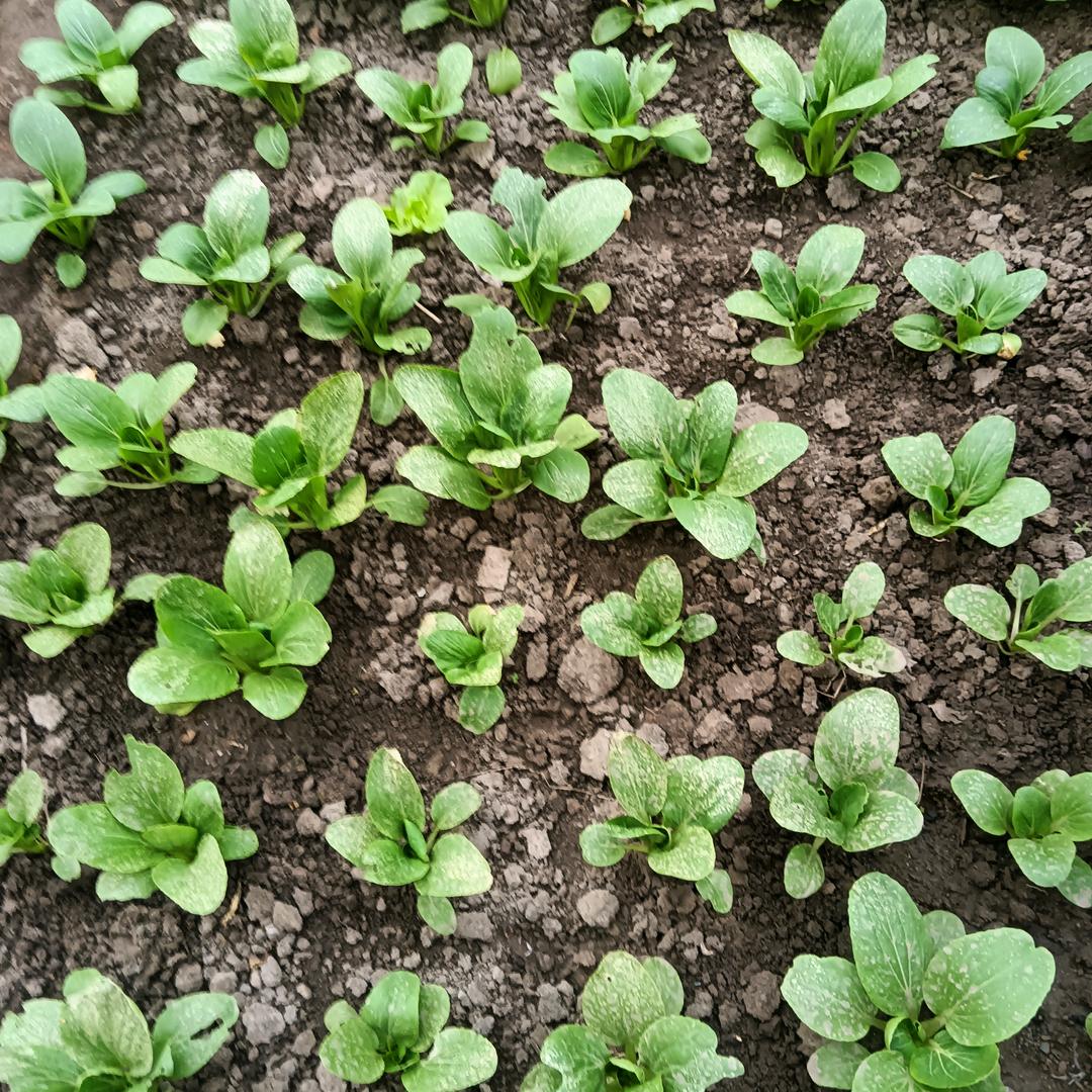 梅花香之苦寒来