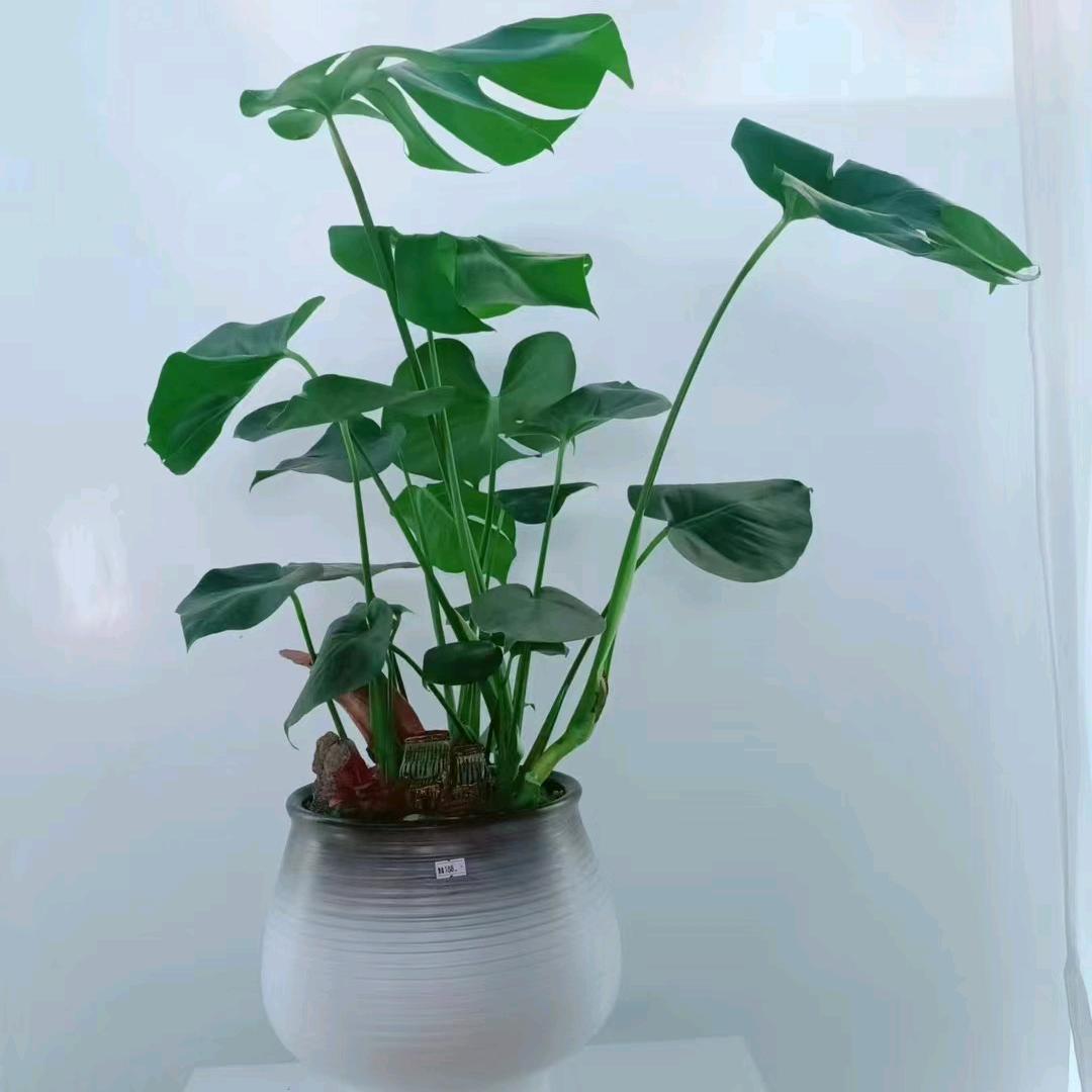 @风雨彩虹冷冰冰