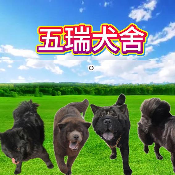 五瑞犬舍