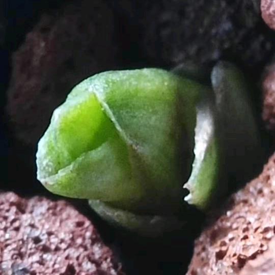 光脚闯天涯