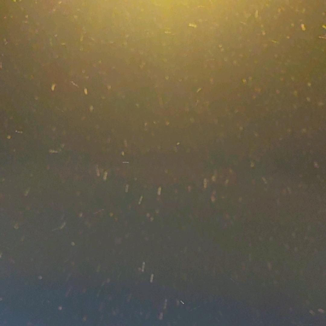 北方果子狸大王