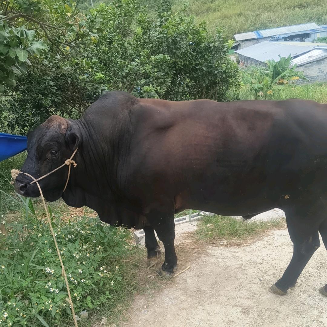 小牛688