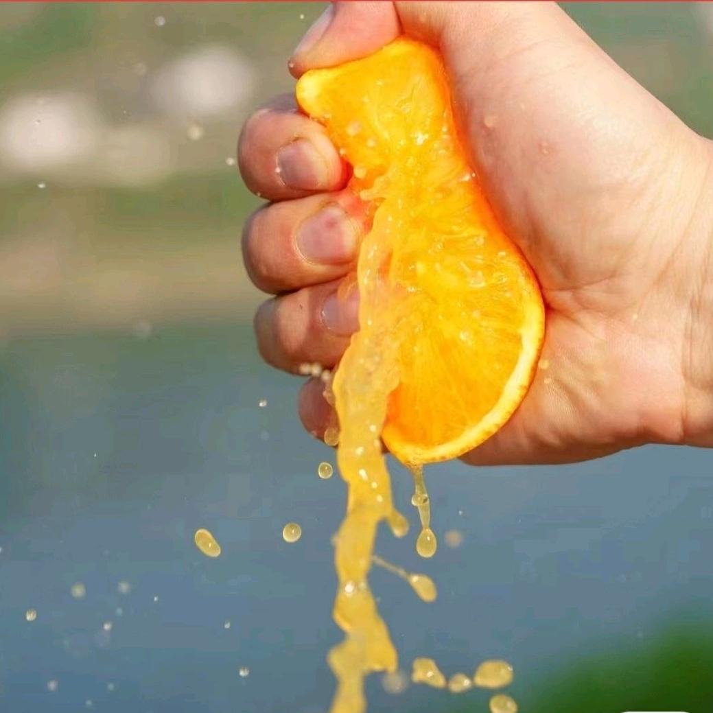 榨汁橙产地批发