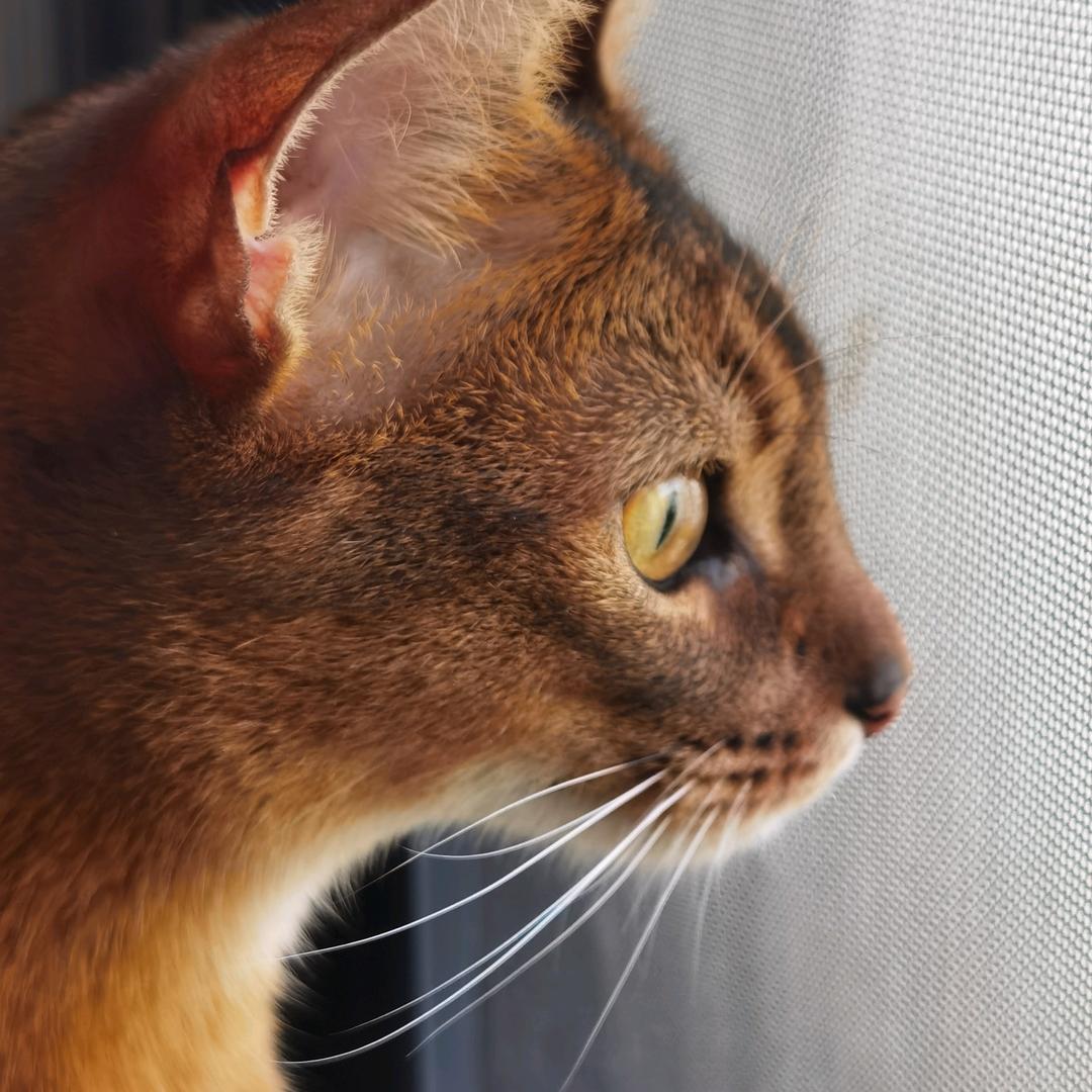 三文鱼头（我有猫了）