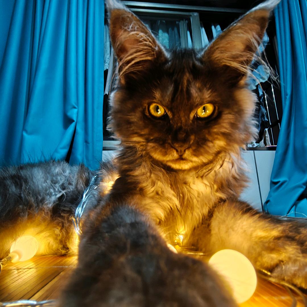 果果的养猫日记