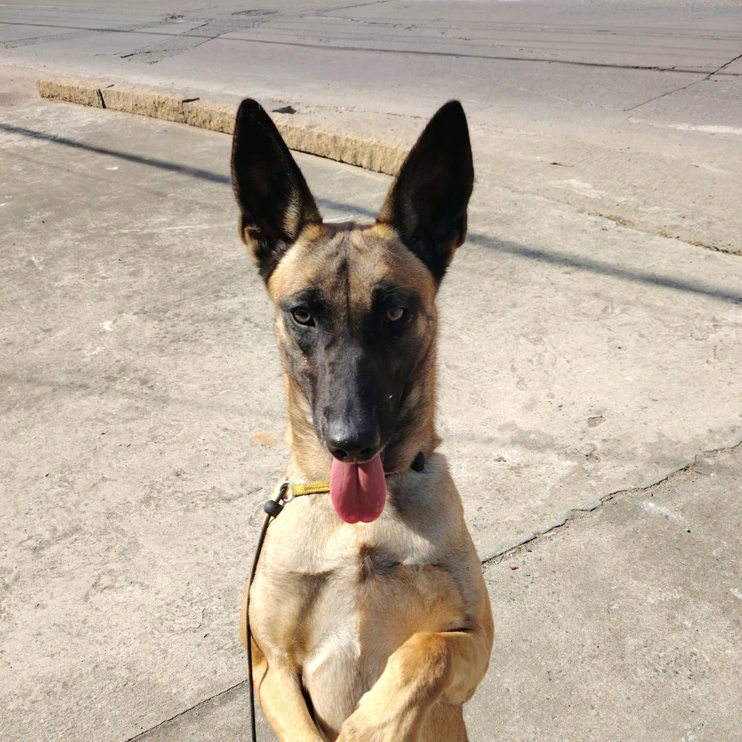 明哥～玩马犬