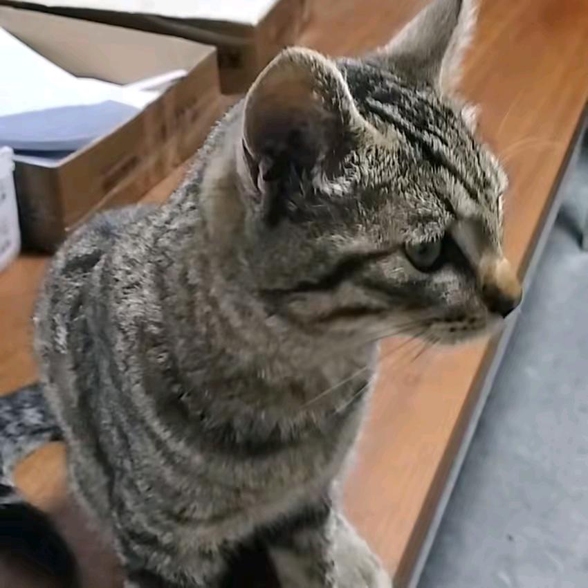 陈龙