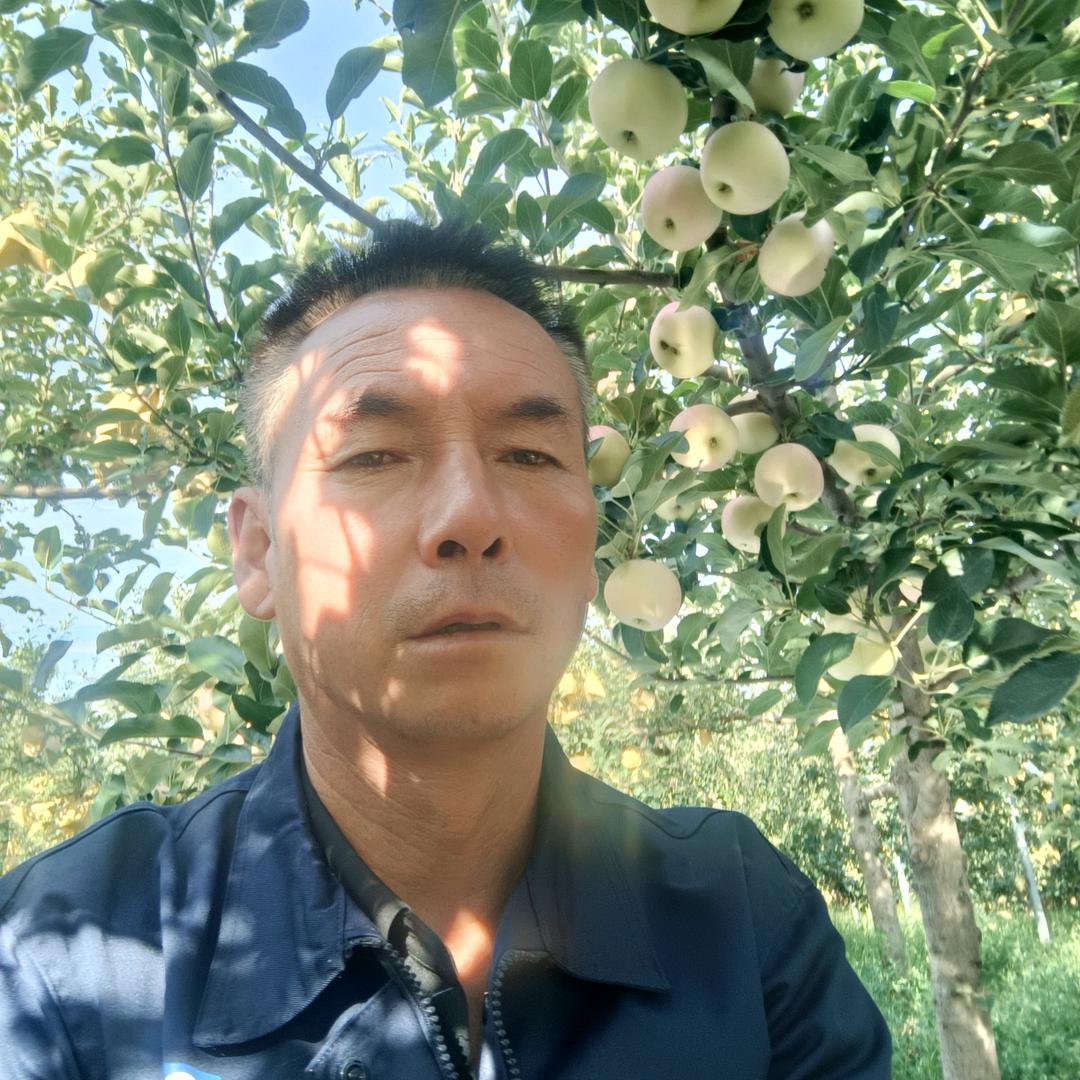 洛川苹果，红哥